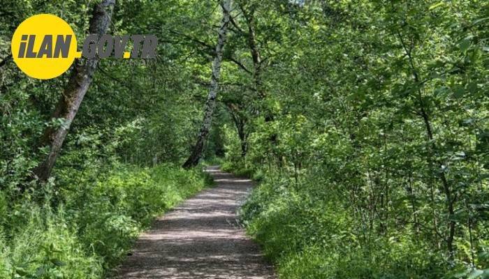 ORMAN YOL AĞI PLANI YAPIMI HİZMETİ ALINACAK