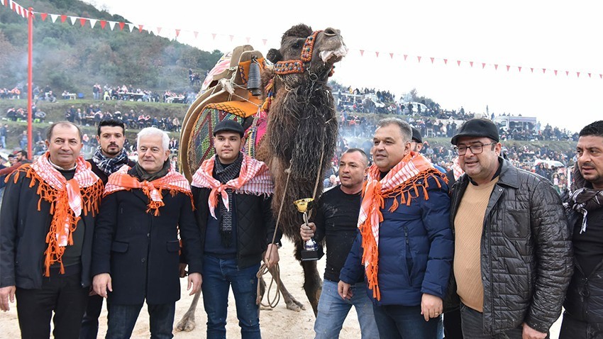 Çan Deve Güreşlerine yoğun ilgi