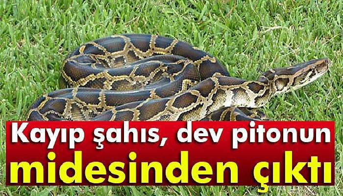  Kayıp şahıs, dev pitonun midesinden çıktı