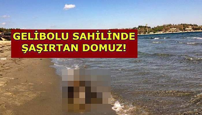 Gelibolu sahilinde şaşırtıcı domuz!