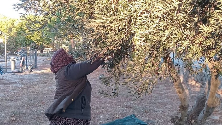 Bayramiç’te Zeytinler İhtiyaç Sahiplerine Umut Oluyor