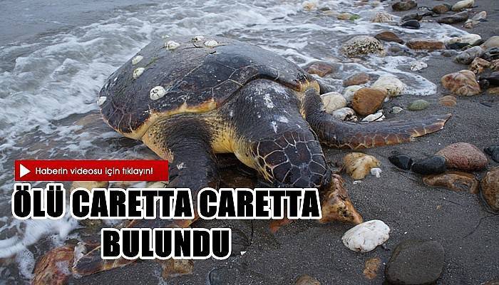 Ölü Caretta Caretta Bulundu