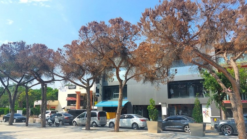 Cumhuriyet Meydanı'na Yeni Ağaçlar Dikiliyor