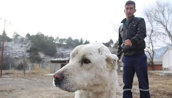  Eziyet edilen köpek sahiplendi