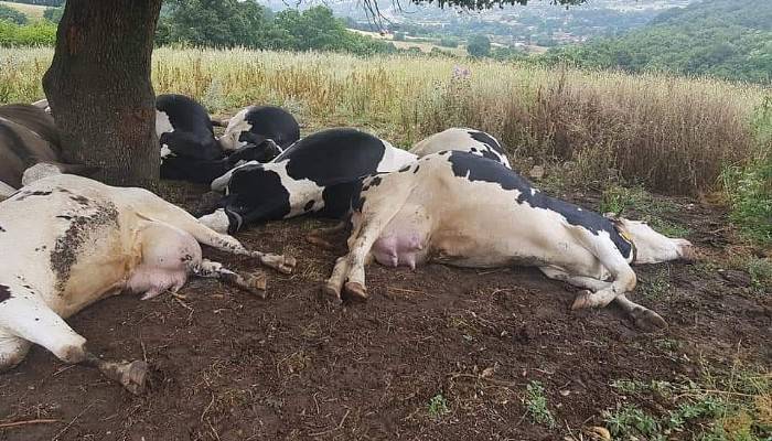 Yıldırım isabet eden ağacın altındaki 8'i gebe 10 inek öldü