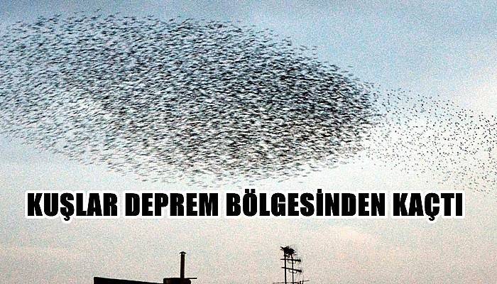 Kuşlar Deprem Bölgesinden Kaçtı