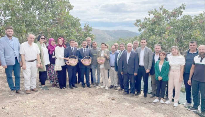 Tarım İl Müdürlüğünden Antep Fıstığı Hasat Şenliği