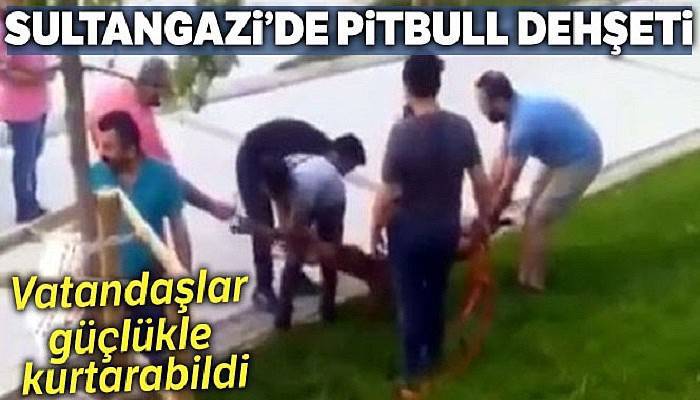 Sultangazi'de pitbull dehşeti