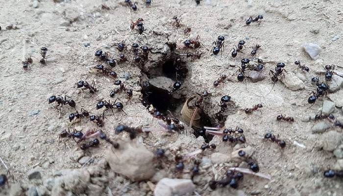 Karıncaların yiyecek telaşı tedirgin etti