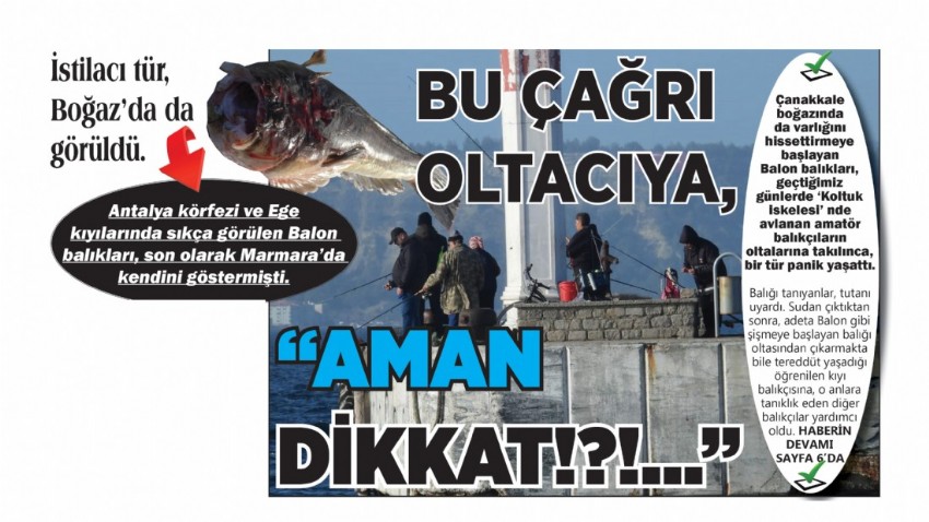 İstilacı tür, Boğaz’da da görüldü. BU ÇAĞRI OLTACIYA, “AMAN DİKKAT!?!..”