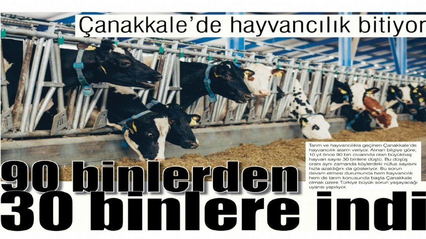 Çanakkale’de hayvancılık bitiyor, 90 binlerden 30 binlere indi