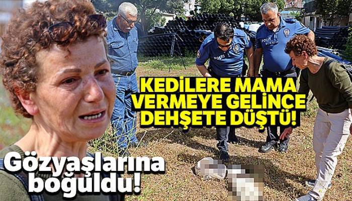 Beslediği sokak kedilerine mama vermeye gelince dehşete düştü!