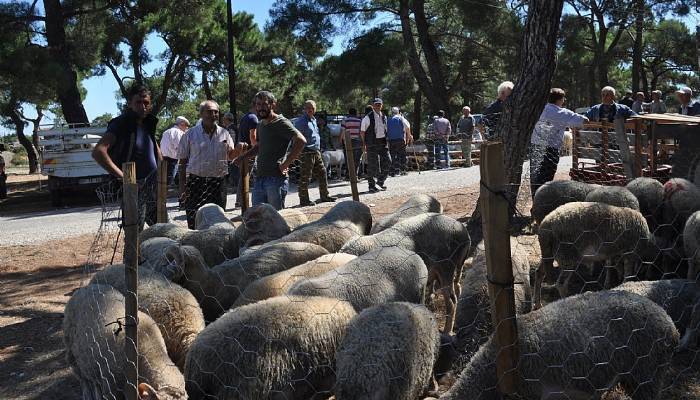 Bayramiç'te kurbanlık küçükbaşlar kasap fiyatına satılıyor