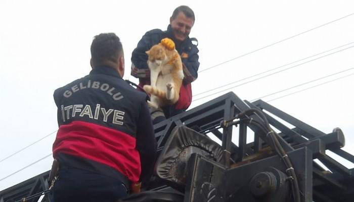 Yazlığın çatısında mahsur kalan 20 kiloluk kediyi itfaiye kurtardı