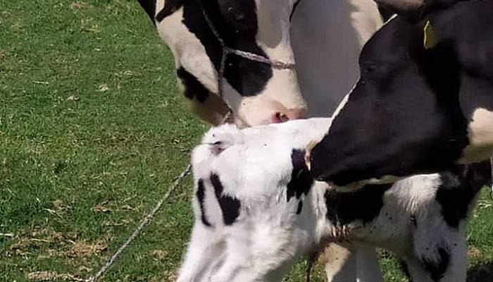 BİGA’DA DÜNYAYA GELEN KUYRUKSUZ BUZAĞI ŞAŞIRTTI 