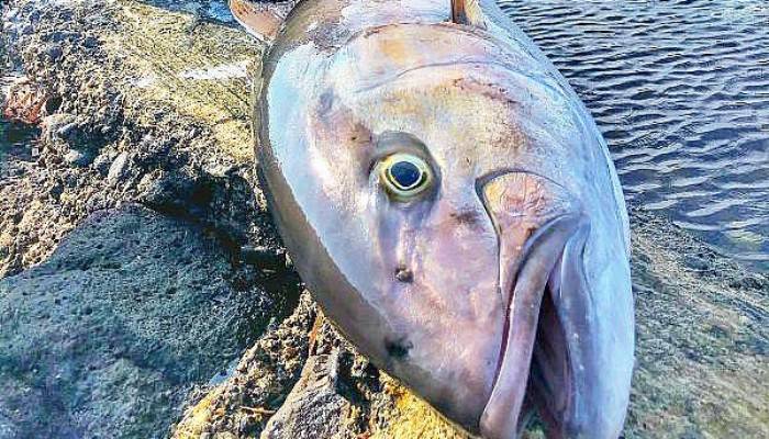 REKORTMEN DALGIÇ, 1,5 METRE BOYUNDA VE 27 KİLO AĞIRLIĞINDA AKYA AVLADI