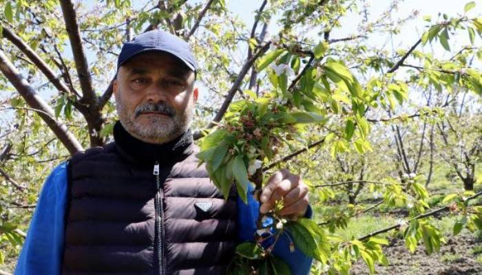 ÇAY BARDAĞINA SIĞMAYAN LAPSEKİ KİRAZI GÜN SAYIYOR