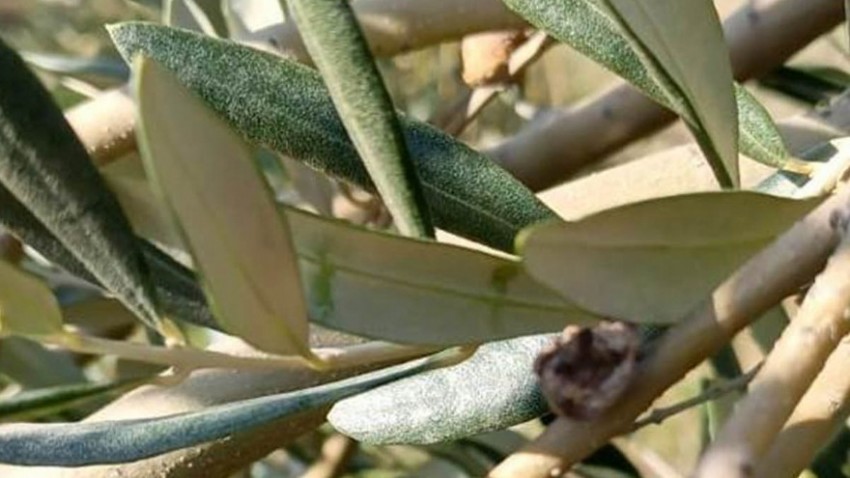  İlçe Tarımdan Zeytin Hastalıkları Hakkında Bilgilendirmesi 