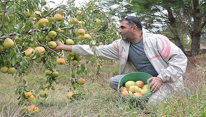 'Yetişmez' denilen yerde 40 ton deveci armudu üretti