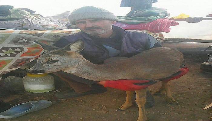 Yaban geyiğini köpeğin ağzından işçiler kurtardı