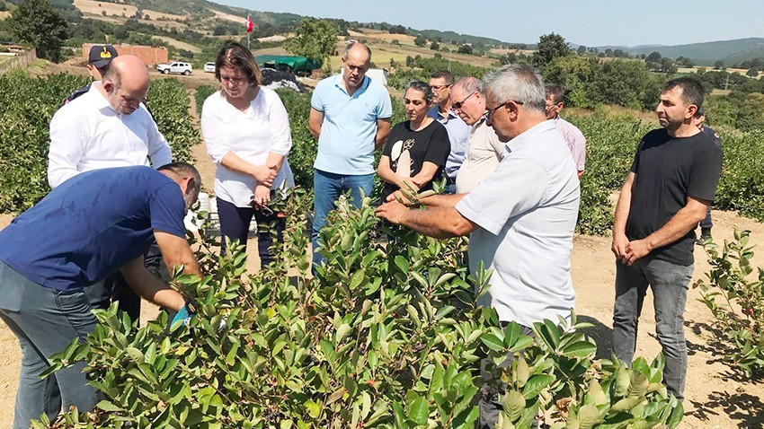 Çanakkale’de aronya üretimi artıyor