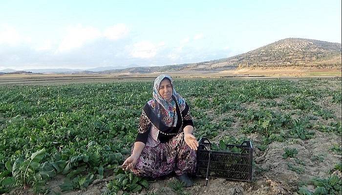 Baraj havzasında doğal ıspanak yetiştiriyorlar