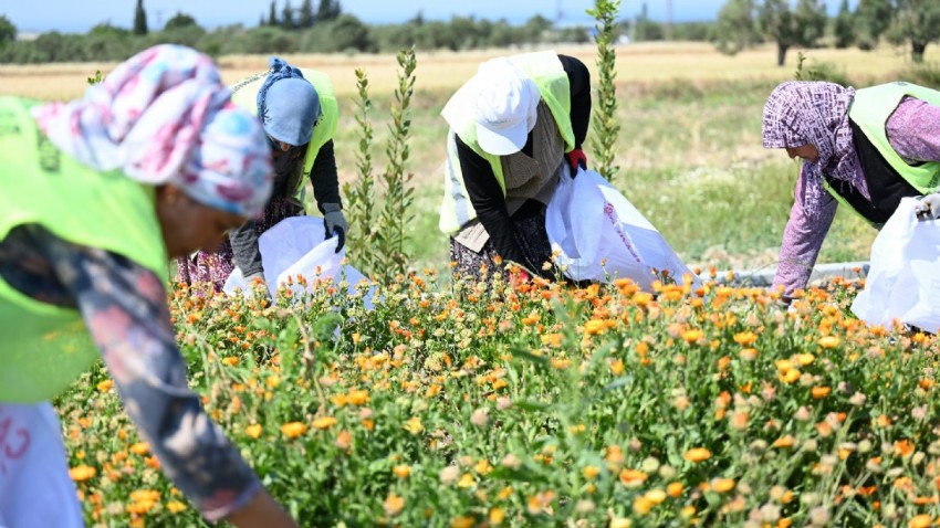 Gazi Köylerde Şifa Çiçekleri Açıyor