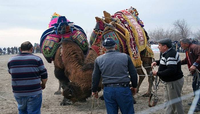 Çardak Kum Adasında Deve Güreşleri Yapıldı