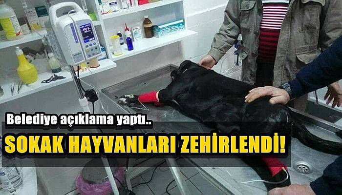 Sokak Hayvanları Zehirlendi!