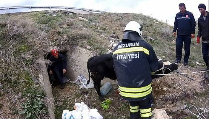  Menfezde sıkışan danalar için operasyon