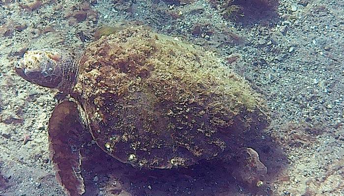 Çanakkale Boğazı'nda deniz kaplumbağası görüntülendi