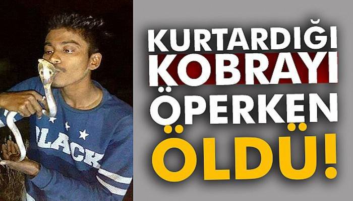 Kurtardığı kobrayı öperken öldü