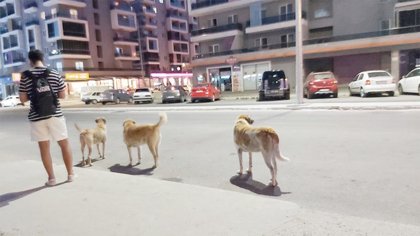 Tekzen bölgesinde köpek sürüsü korkutuyor