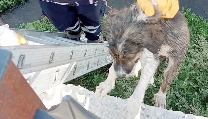 Yavru köpek dereye düştü