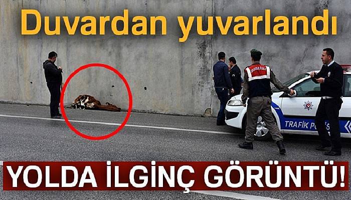  Kastamonu'da D-100 karayoluna inek düştü