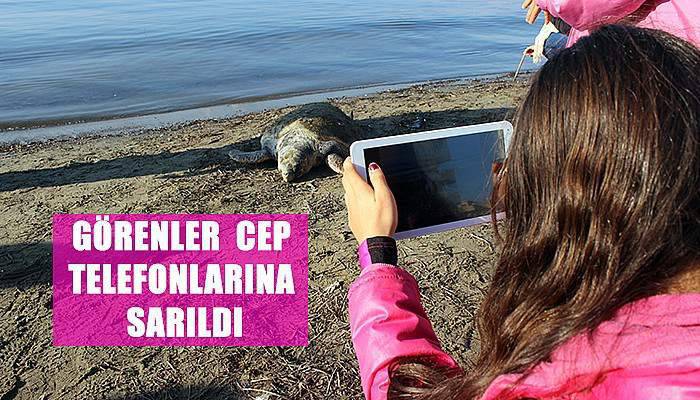 Caretta carettayı görenler cep telefonlarına sarıldı