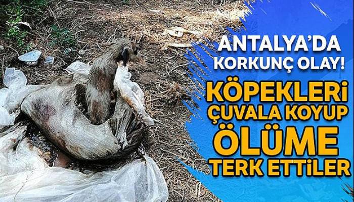 Antalya'da korkunç olay: Köpekleri çuvala koyup ölüme terk ettiler