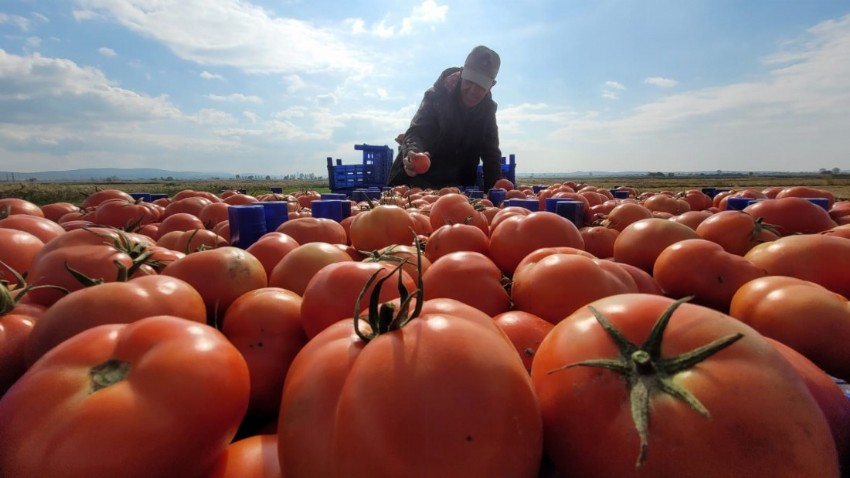 Çanakkale Domatesi Üreticisi Zor Durumda