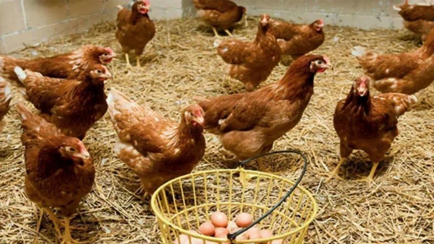 Tavuk Eti ve Yumurtası Üretiminde Artış