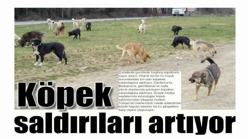 Köpek saldırıları artıyor