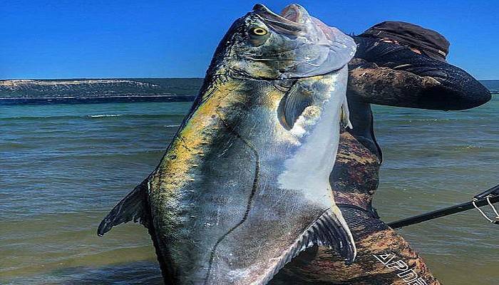 Zıpkınla 23 kiloluk liça avladı