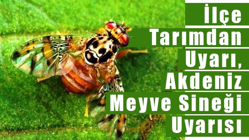 İlçe Tarımdan Uyarı, Akdeniz Meyve Sineği Uyarısı