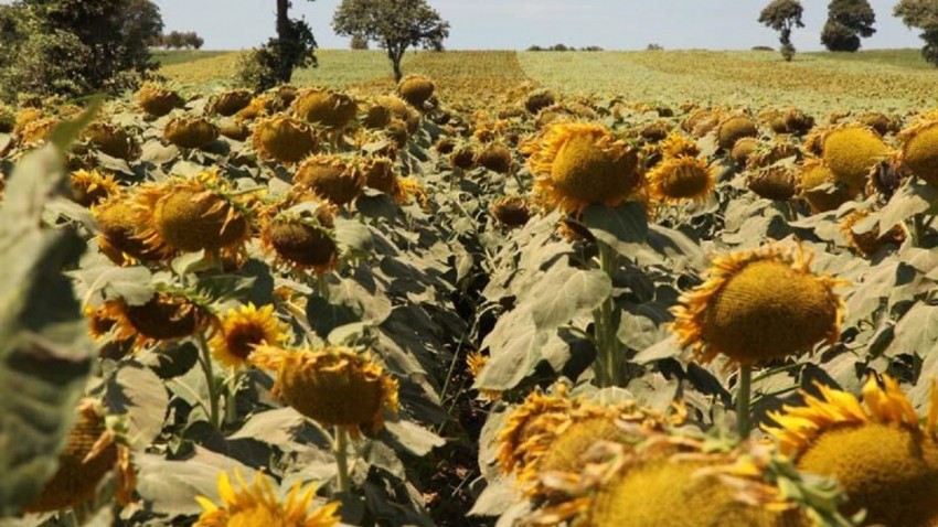 Çanakkale'de Yerli ve Milli Ayçiçeği Üretimi Hedefleri Yükseltiyor