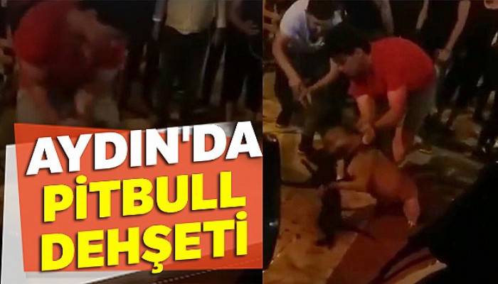 Aydın'da pitbull dehşeti