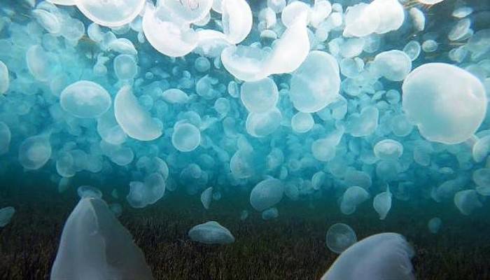 ÇANAKKALE BOĞAZI'NDA BİNLERCE AY DENİZANASI GÖRÜNTÜLENDİ