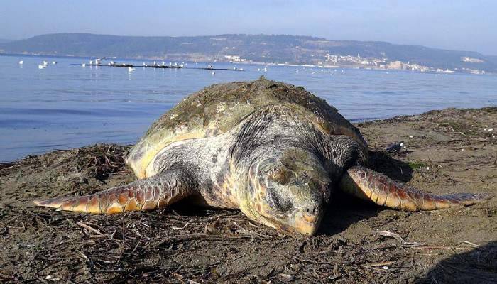 Caretta Ceratta ölüsü sahile vurdu