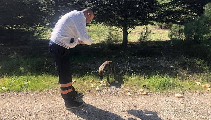 Sokak hayvanları unutulmadı