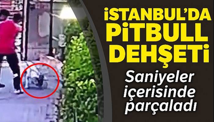 Küçükçekmece'de pitbull dehşeti