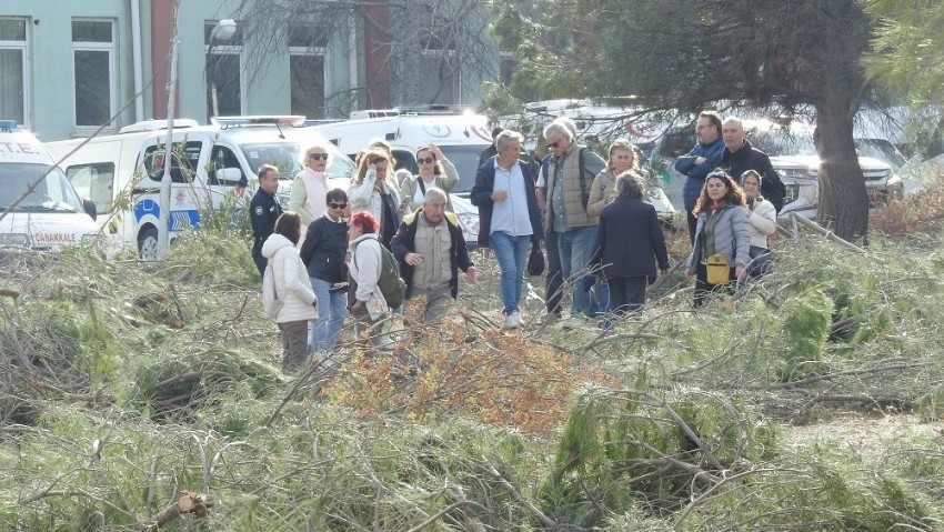 Çanakkale’de 30 yıllık çam ağaçları kesildi: Vatandaş tepkili 