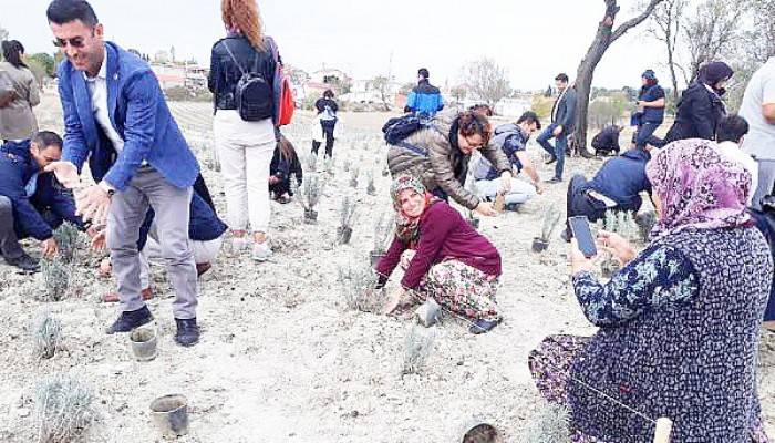 GELİBOLU YARIMADASI'NDA 'LAVANTA TARLA GÜNÜ' ETKİNLİĞİ